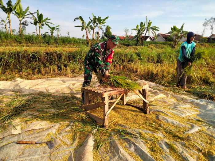 IMG-20260609-WA0070 Dukung Antisipasi Darurat Pangan, TNI Dampingi Petani Saat Panen di Wonomerto
