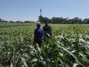 IMG-20260609-WA0338 Polisi Turun ke Lahan Jagung di Tongas, Perkuat Program Ketahanan Pangan Nasional