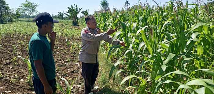 Bhabinkamtibmas Wonomerto Turun ke Lahan Jagung, Pastikan Tanaman Tumbuh Optimal