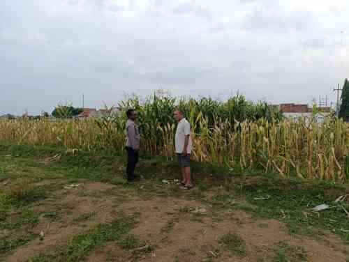 Polisi Sambangi Petani Jagung di Triwung Lor, Siap Bantu Penanganan Hama hingga Pembersihan Lahan