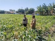 Polisi Dampingi Lahan Jagung Milik Ponpes di Tongas, Perkuat Program Ketahanan Pangan Nasional