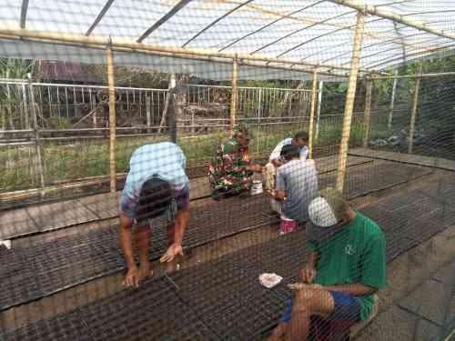 Dekat dengan Warga, Babinsa Koramil 1505-01/Tidore Bantu Petani Semai Bibit Tomat