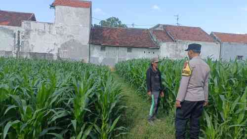 Ketahanan Pangan Jadi Prioritas, Polisi Aktif Dampingi Petani Jagung di Kademangan