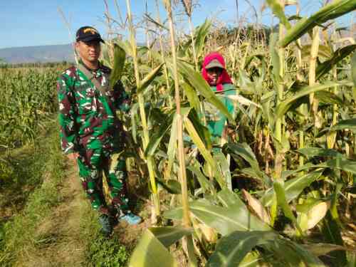 Koramil Wonomerto Lakukan Pendampingan Dan Pengawasan Tanaman Jagung