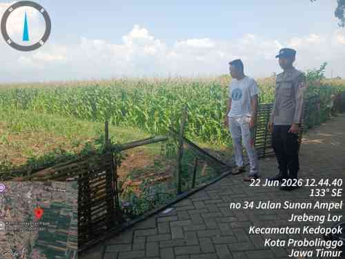 Petani Tak Sendiri, Polisi Kedopok Siap Bantu Atasi Kendala di Lahan Jagung