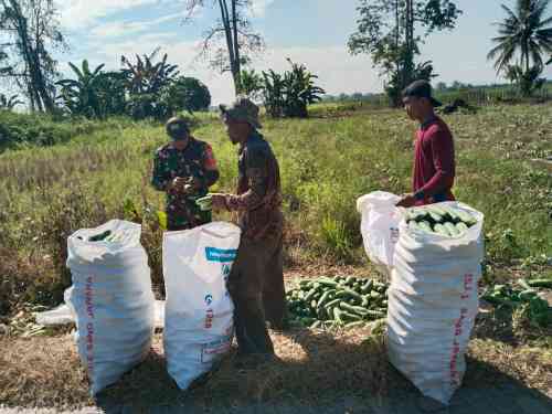 Panen Mentimun Bersama Babinsa, Petani Desa Taras Padang Semakin Termotivasi