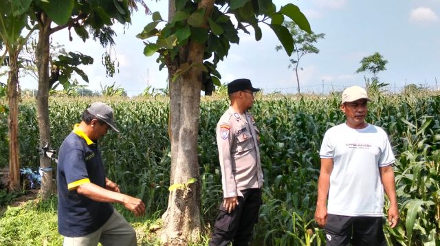 Polsek Sumberasih Dampingi Petani Jagung di Muneng, Siap Bantu Atasi Kendala Pertanian