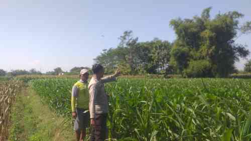Polsek Wonoasih Monitoring Lahan Jagung 4.000 Meter Persegi, Perkuat Pendampingan Petani