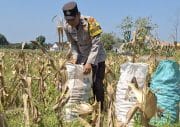 Bhabinkamtibmas Polsek Widang Bantu Panen Jagung di Desa Binaannya