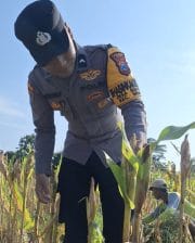 Cek Kualitas Buah Jagung Siap Panen, Polsek Widang Polres Tuban Dukung Astacita