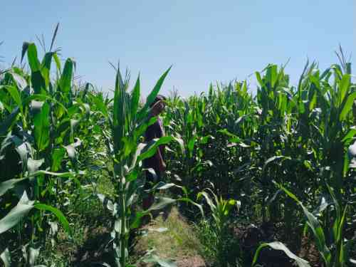 Polsek Tongas Dampingi Ponpes Kembangkan Lahan Jagung, Dukung Ketahanan Pangan Nasional