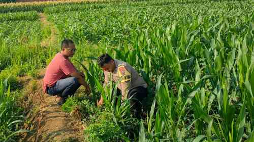 Patroli Polsubsektor Kanigaran Sambangi Petani Jagung, Pastikan Keamanan dan Dukung Ketahanan Pangan