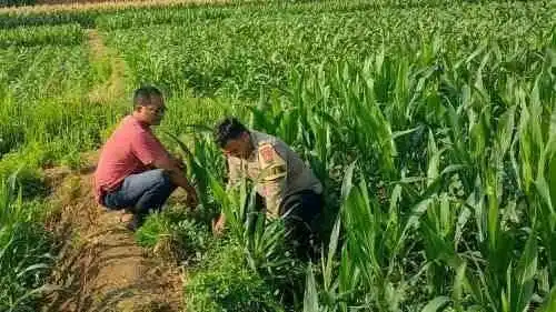 Patroli Polsubsektor Kanigaran Sambangi Petani Jagung, Pastikan Keamanan dan Dukung Ketahanan Pangan