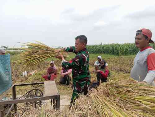 Koramil Tegalsiwalan Lakukan Pendampingan Dalam Proses Panen Padi Di Wilayah Binaan