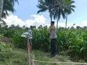 Dukung Asta Cita Presiden, Kapolsek Candipuro Tinjau Pertumbuhan Jagung Advanta di Sumberrejo