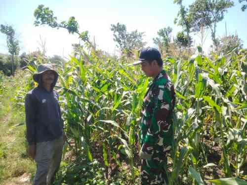 TNI Bersama Petani Wonomerto Optimalkan Perawatan Jagung untuk Swasembada Pangan