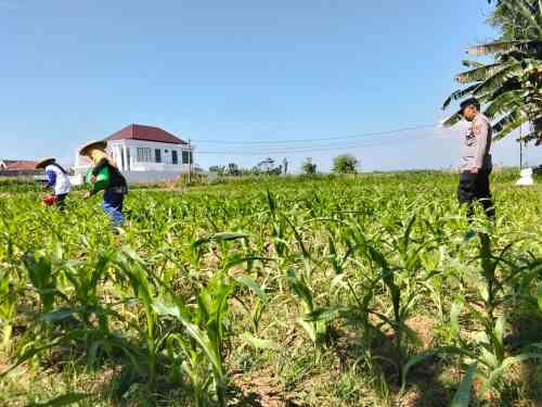 Polri Intensif Bina Lahan Jagung di Sumberasih, Panen Ditarget Akhir Agustus 2026