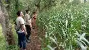 Pastikan Panen Maksimal, Polsek Tongas Intensif Pantau Lahan Jagung Petani