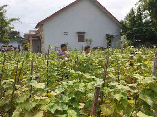 IMG-20260708-WA0212 Kapolsek Sukodono Bersama Bhabinkamtibmas Dampingi Petani, Dorong Swasembada Pangan Nasional