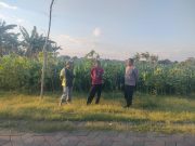 Polri Hadir di Tengah Petani, Polsubsektor Kanigaran Perkuat Sinergi Ketahanan Pangan