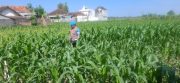Kapolsek Yosowilangun Bersama Petani Tanam Jagung, Wujud Nyata Dukung Program Asta Cita