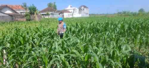 Kapolsek Yosowilangun Bersama Petani Tanam Jagung, Wujud Nyata Dukung Program Asta Cita