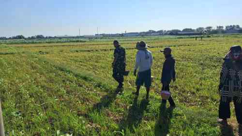 Koramil Kanigaran Dampingi Pemupukan Jagung, Perkuat Upaya Ketahanan Pangan