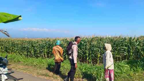 Polsek Sumberasih Pastikan Tanaman Jagung Berkembang Baik, Panen Ditargetkan 17 Agustus 2026
