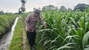 Polri Hadir untuk Petani, Bhabinkamtibmas Polsek Pasirian Optimalkan Ketahanan Pangan