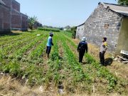 Ketahanan Pangan Jadi Prioritas, Polsubsektor Kanigaran Cek Perkembangan Jagung di Kota Probolinggo