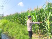 Kapolsek Sumbersuko Tegaskan Komitmen Polri Dukung Produktivitas Jagung Petani