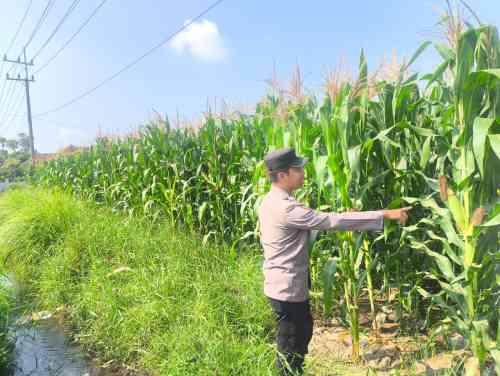 Kapolsek Sumbersuko Tegaskan Komitmen Polri Dukung Produktivitas Jagung Petani