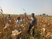 IMG-20260714-WA0255 Polsek Wonoasih Pantau Distribusi Hasil Panen dan Ajak Petani Dukung Ketahanan Pangan