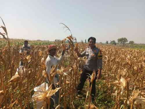 Polsek Wonoasih Pantau Distribusi Hasil Panen dan Ajak Petani Dukung Ketahanan Pangan