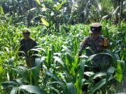 Dukung Asta Cita Presiden, Bhabinkamtibmas Polsek Ranuyoso Dampingi Petani Jagung