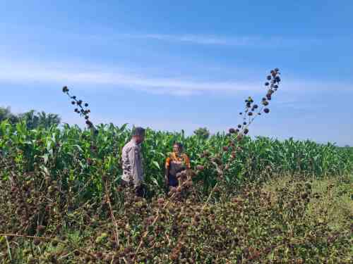 Polres Probolinggo Kota Perkuat Ketahanan Pangan Lewat Pendampingan Petani Jagung