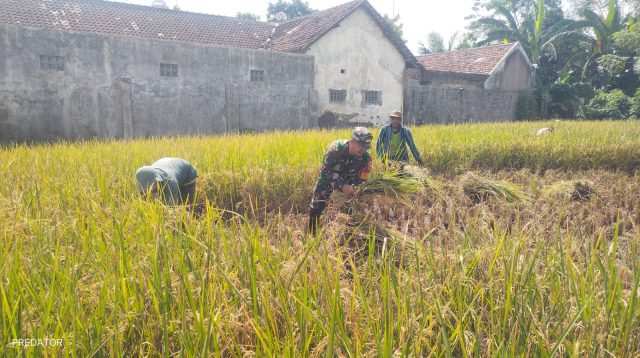 Koramil Maron Bergerak, Pendampingan Panen Padi Jadi Bukti Komitmen Jaga Ketahanan Pangan