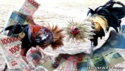 ilustrasi foto sabung ayam-700x400