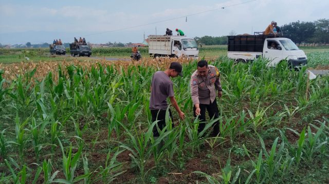 Bhabinkamtibmas Jrebeng Kidul Turun ke Sawah, Kawal Program Ketahanan Pangan