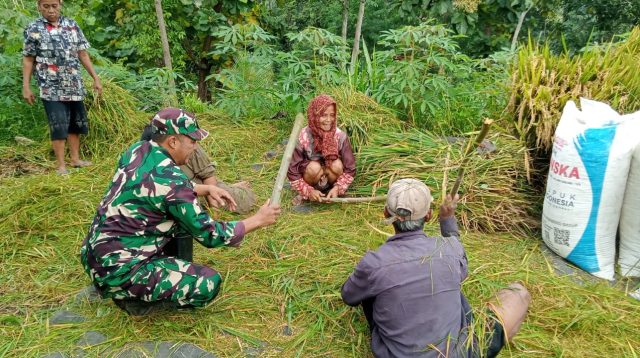 Koramil Tiris Dampingi Panen Padi Warga, Perkuat Dukungan TNI terhadap Ketahanan Pangan