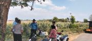 Polsek Sumberasih Aktif Pantau Lahan Jagung Binaan