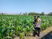 IMG-20260813-WA0159 Polisi Pantau Lahan Jagung 1 Hektare di Kanigaran, Dukung Ketahanan Pangan Nasional