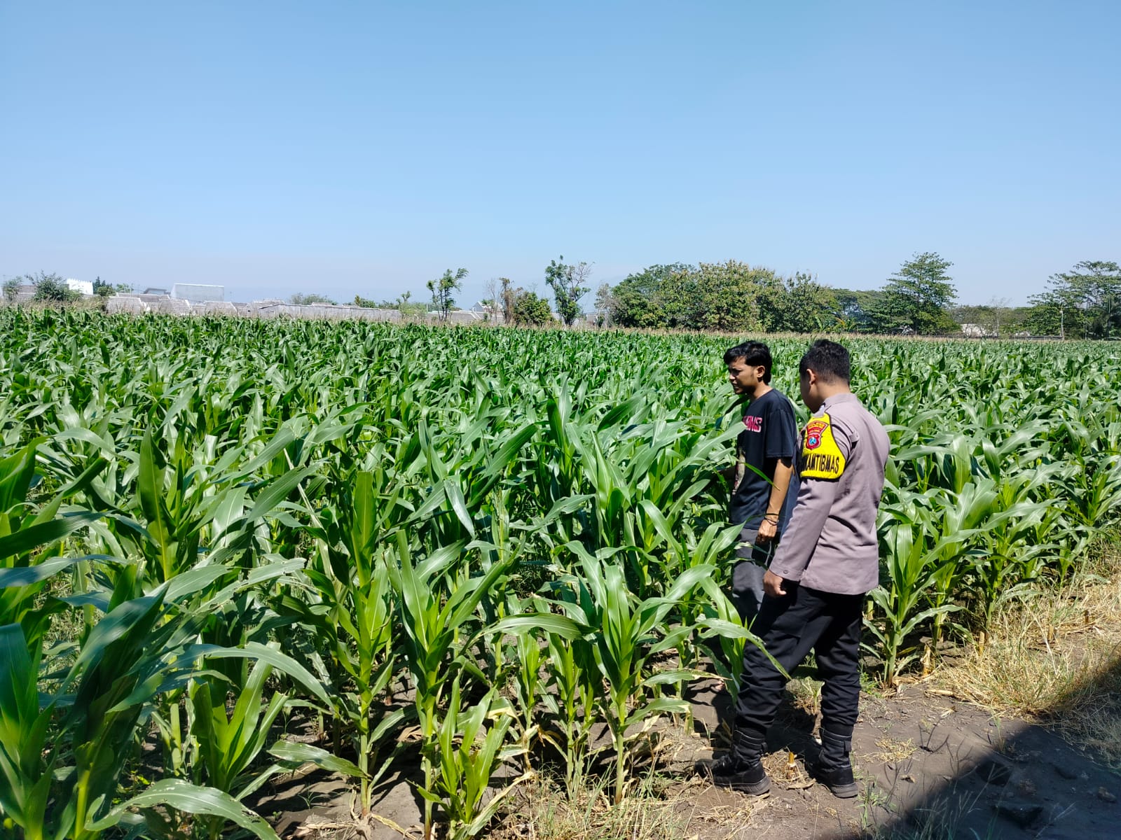 IMG-20260813-WA0159 Polisi Pantau Lahan Jagung 1 Hektare di Kanigaran, Dukung Ketahanan Pangan Nasional