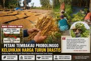 Panen Tembakau Tak Lagi Membawa Berkah, Petani Seboro Probolinggo Keluhkan Harga