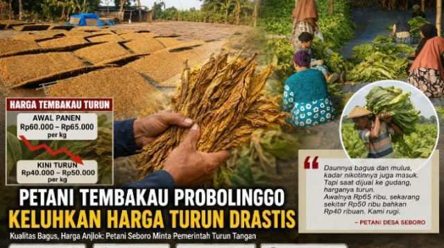 Panen Tembakau Tak Lagi Membawa Berkah, Petani Seboro Probolinggo Keluhkan Harga