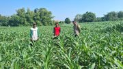 Polisi Sambangi Petani Jagung di Sumber Wetan, Dorong Ketahanan Pangan