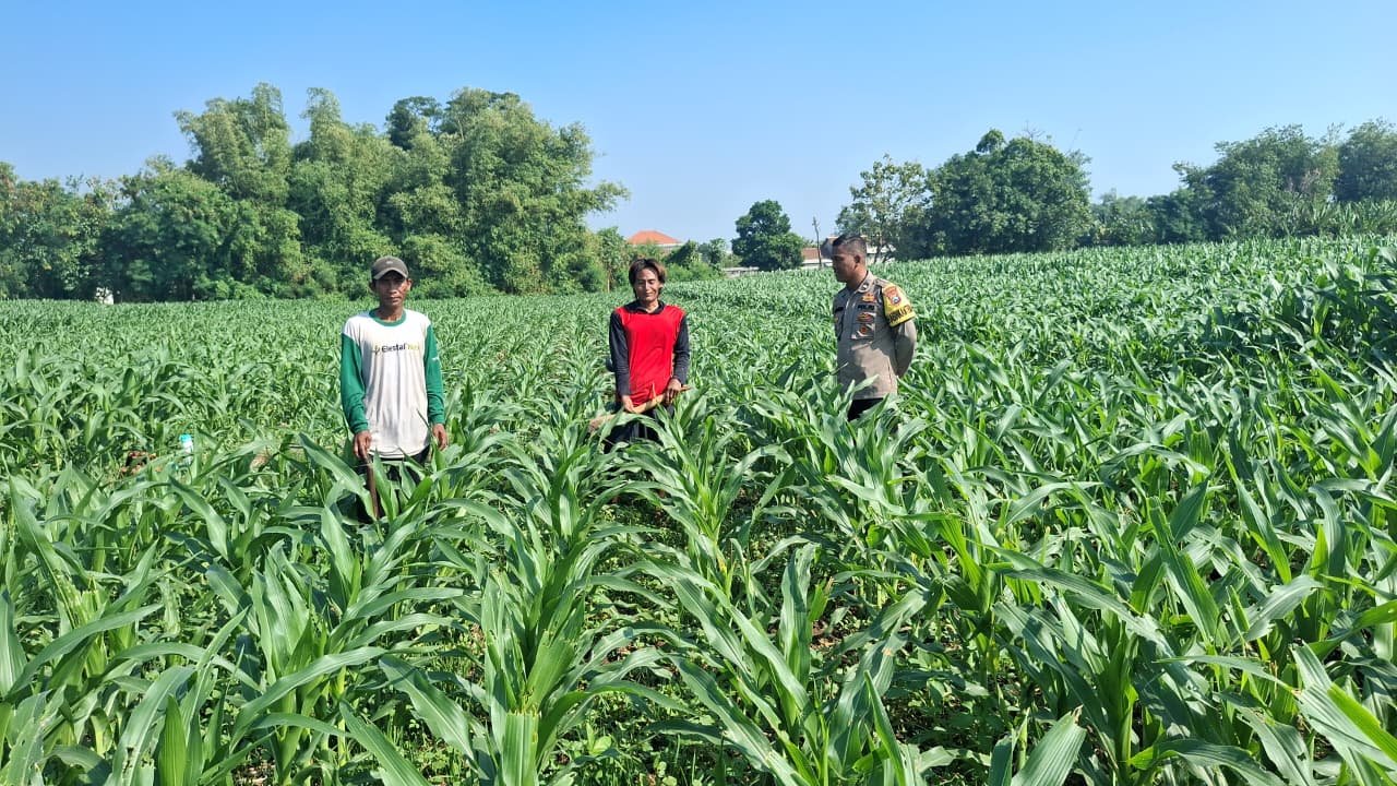 Polisi Sambangi Petani Jagung di Sumber Wetan, Dorong Ketahanan Pangan