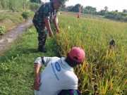 Jaga Produktivitas Padi, Koramil Tegalsiwalan Intensif Dampingi Petani di Bulujaranlor