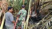 Babinsa dan Relawan Berjibaku Padamkan Karhutla di HST