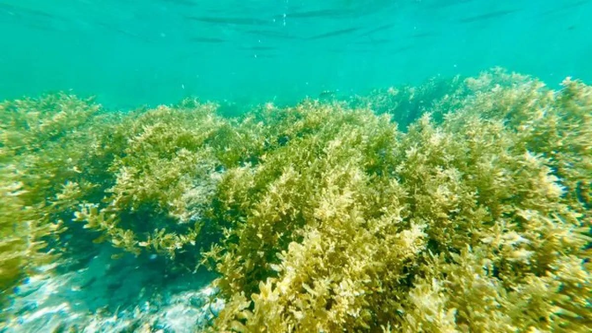 Kandungan Nutrisi dan Manfaat Rumput Laut untuk Kesehatan